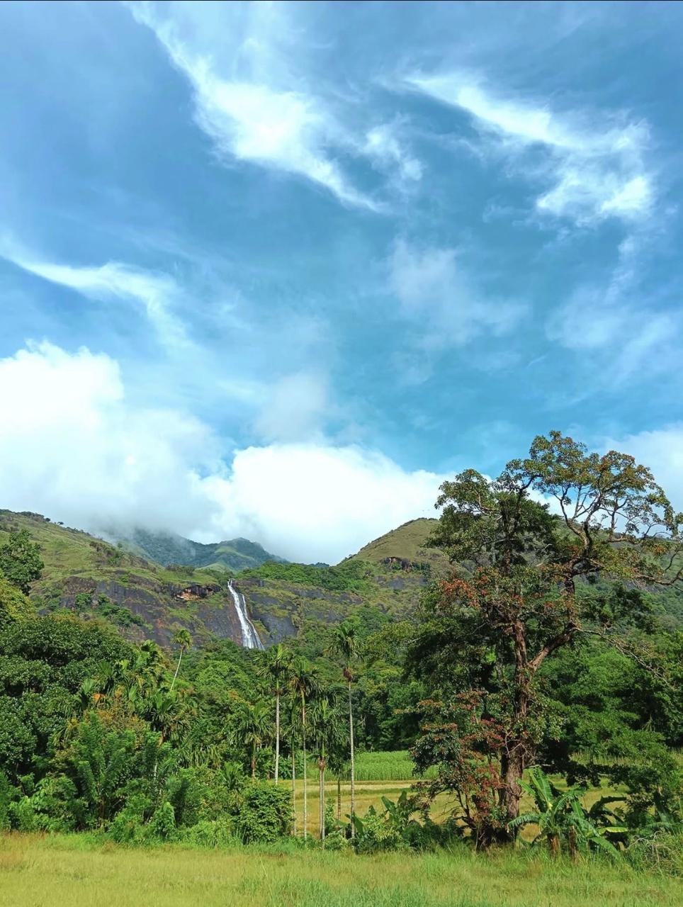 Shenaya Plantation - WhatsApp Image 2025 09 21 at 17.54.52 8940292f